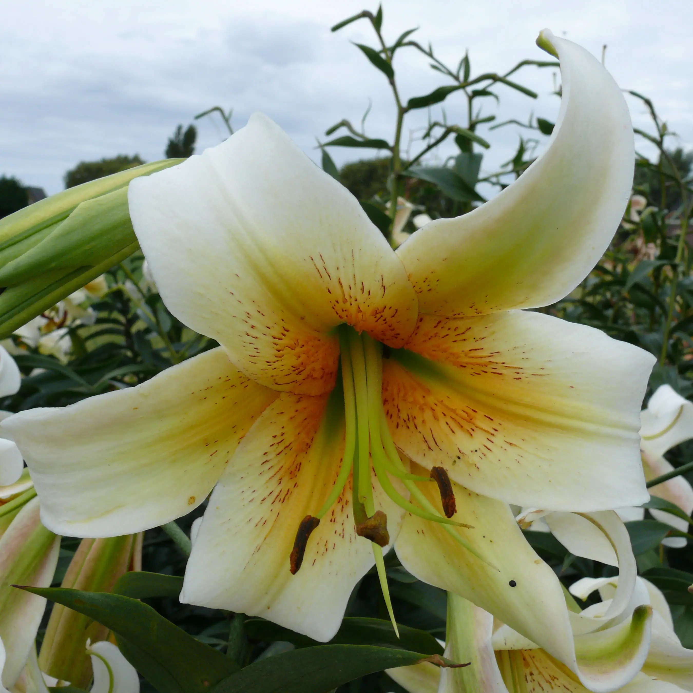 Lis trompette – Lilium Mister Cas Bulbe calibre 16/18 (par 3)
