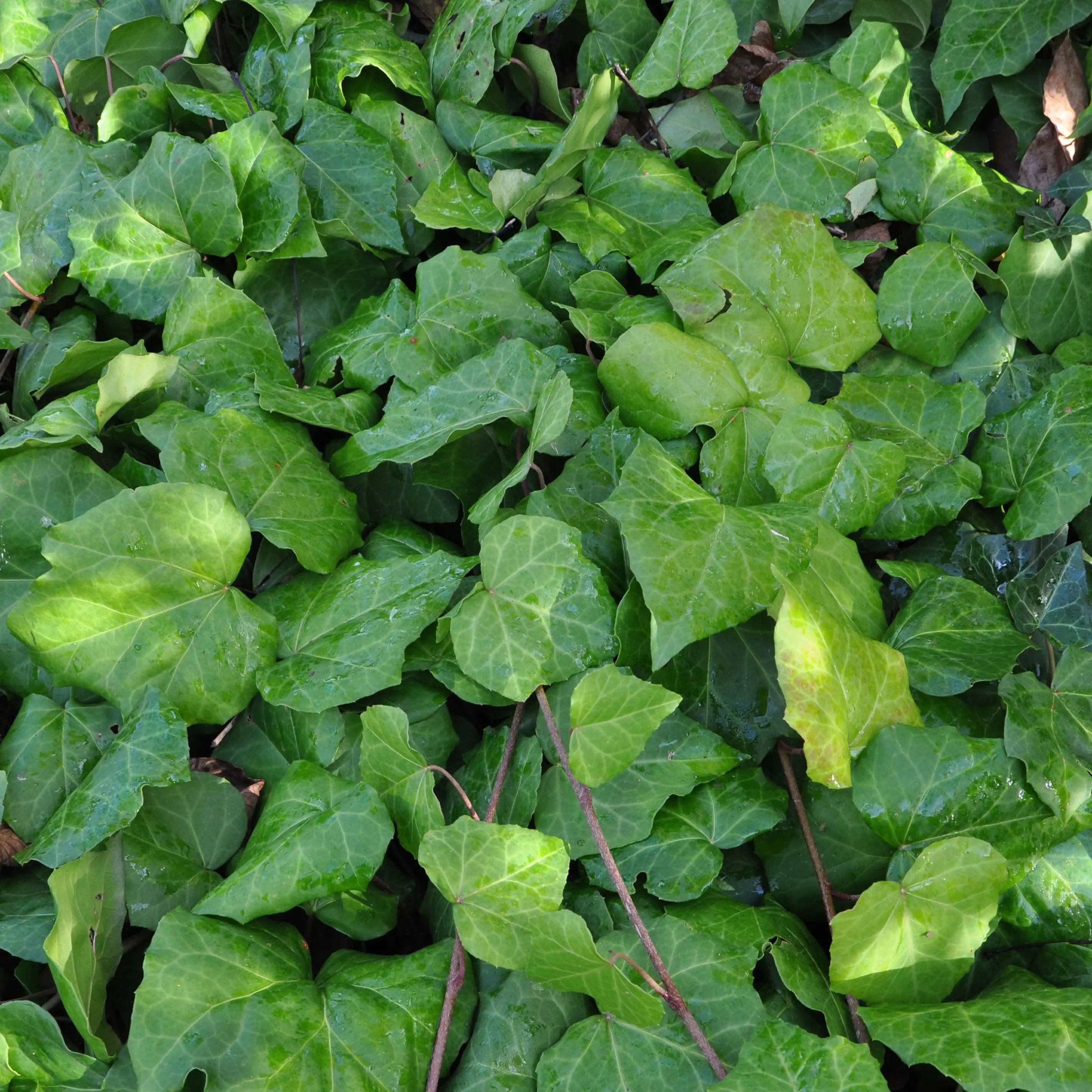 Lierre de Colchide – Hedera colchica Godet de 8/9 cm