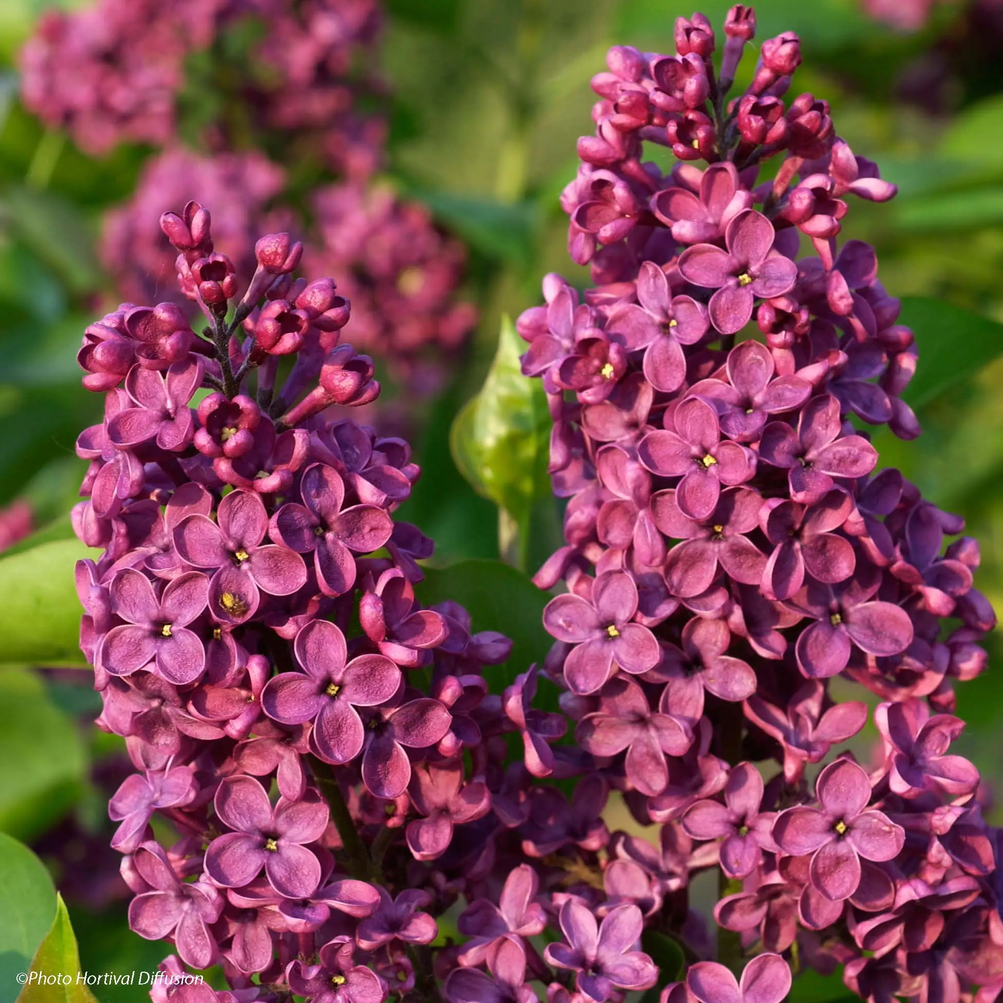 Lilas – Syringa vulgaris Souvenir de Louis Spaeth Pot de 2L/3L, Buisson, 3/4 branches