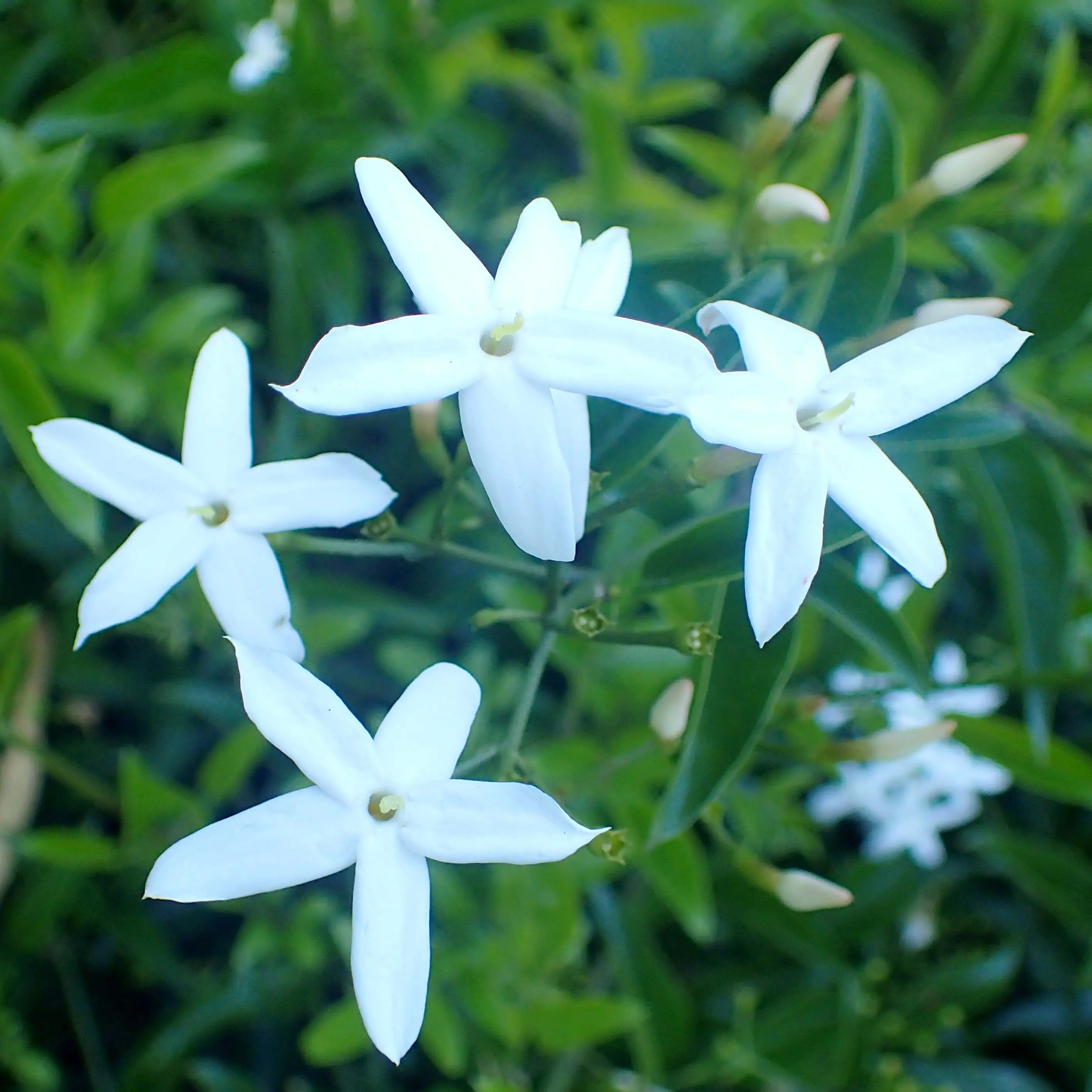 Jasmin des Açores – Jasminum azoricum Pot de 2L/3L