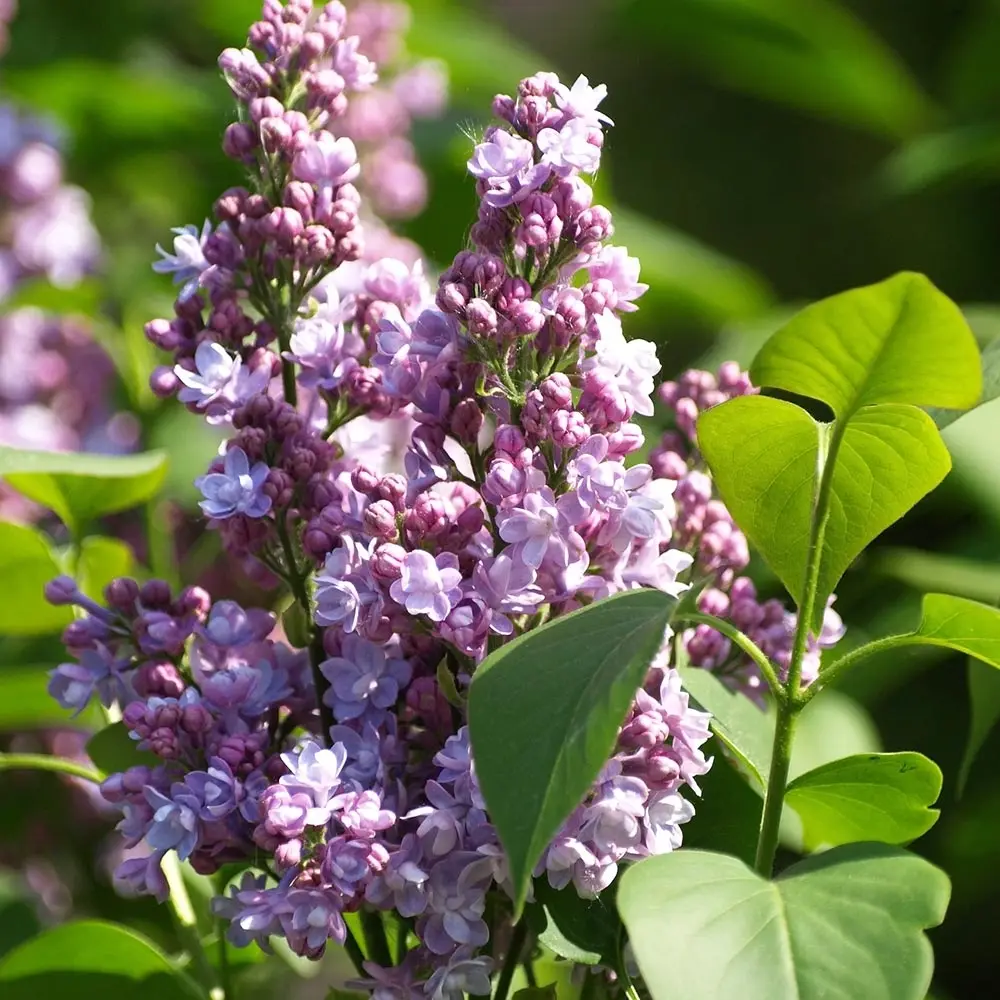 Lilas – Syringa vulgaris Michel Buchner Petites Racines nues, Buisson, Ramifié 3/5tiges