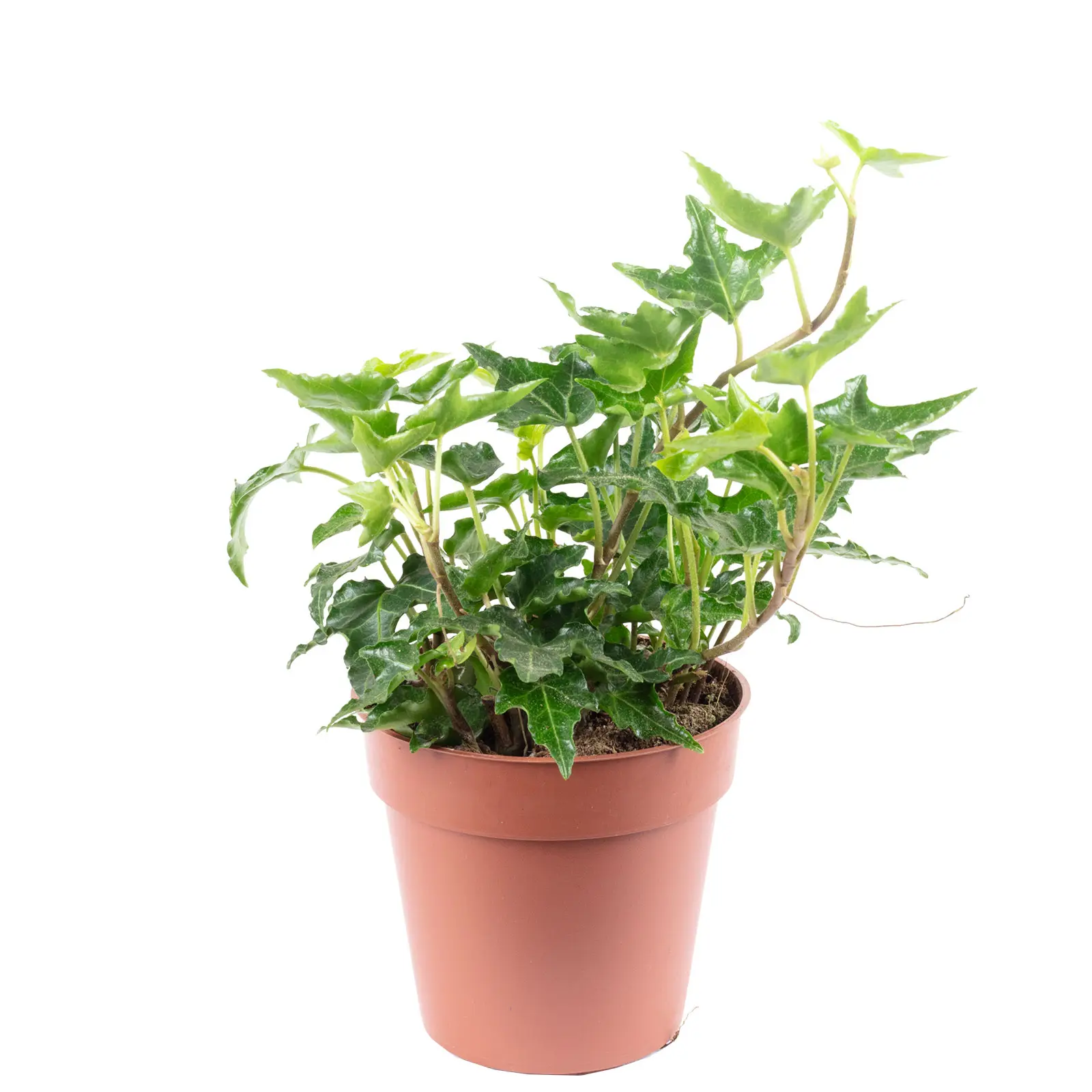 Lierre commun vert – plante d’intérieur facile d’entretien, Hedera helix – hauteur env. 15 cm, pot-Ø 9 cm