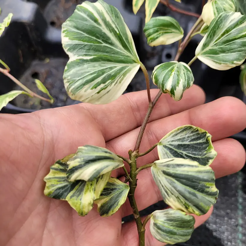 Lierre commun – Hedera helix Reef Shell Godet de 8/9 cm