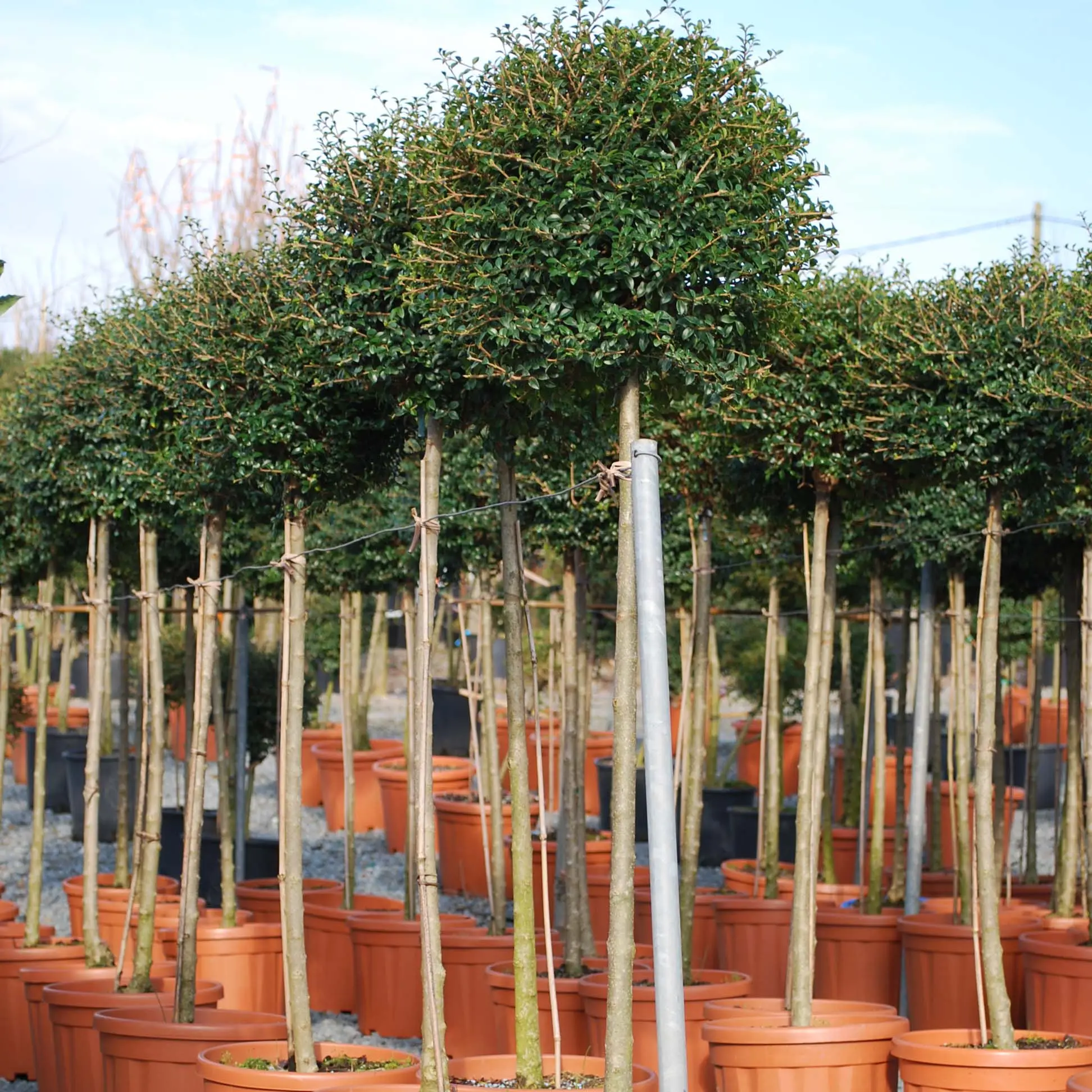 Ligustrum jonandrum (ionandrum) – Troène du Yunnan Pot de 12L/15L, 1/4 de tige, Quart de tige 40 cm/ forme boule diamètre 30/35 cm