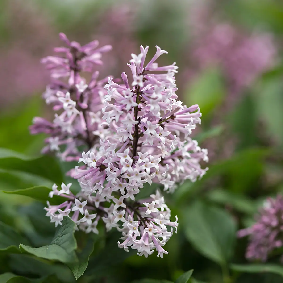 Lilas – Syringa Little Lady First Editions Pot de 3L/4L