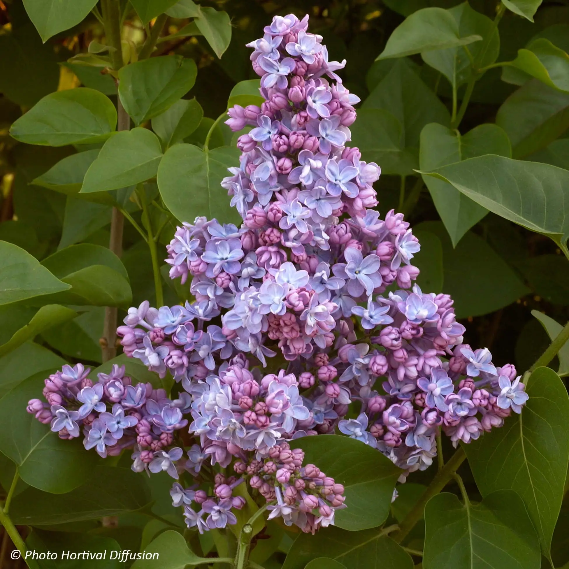 Lilas – Syringa vulgaris Président Grevy Pot de 4L/5L, Buisson, 3/4 branches